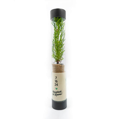 Clear tube with a living sequoia tree on a white background