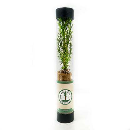 sequoia tree in a clear tube with custom wedding label