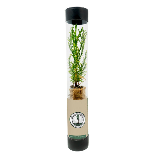 Sequoia sapling in a transparent tube with a black lid on a white background