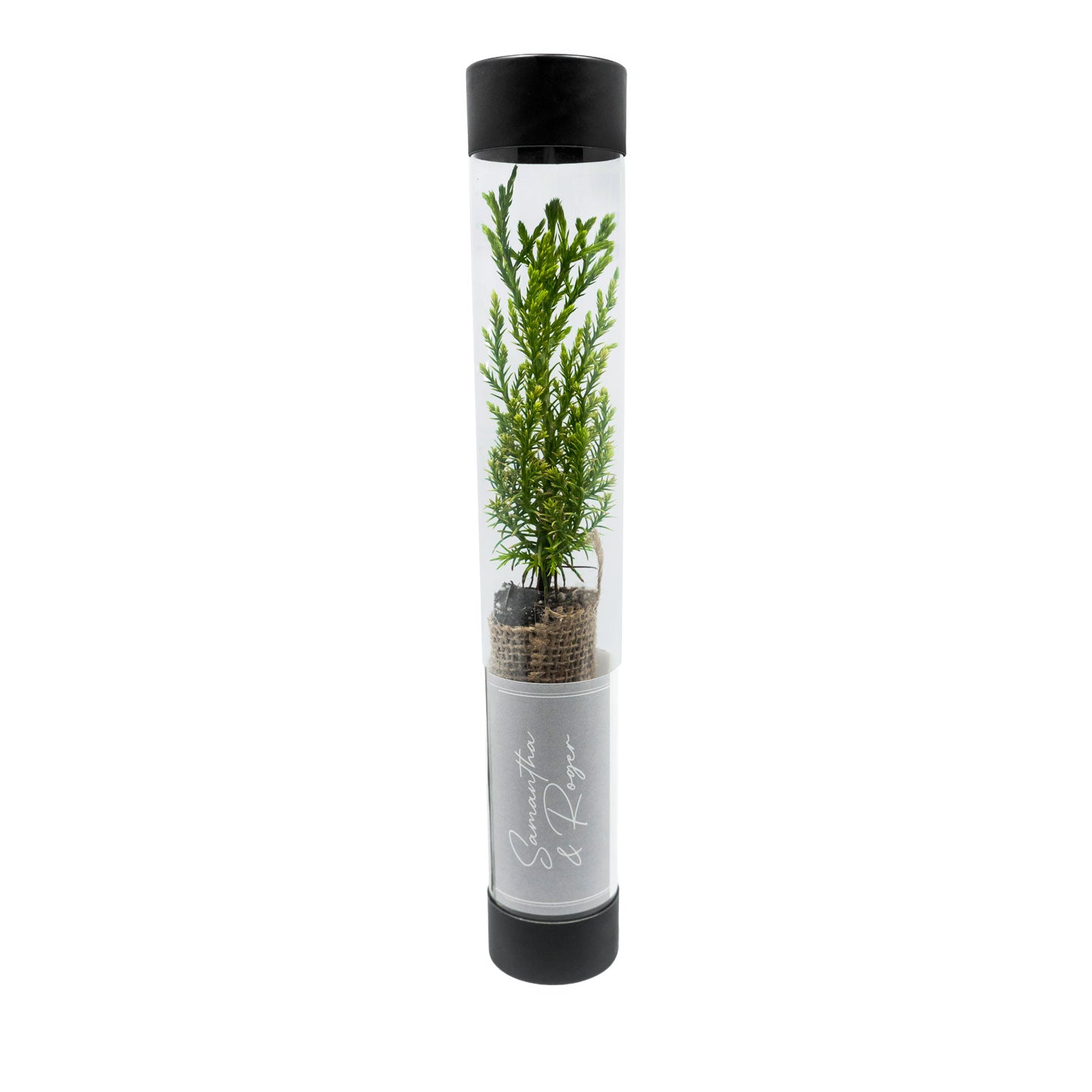 Giant Sequoia Sapling inside a cylindrical transparent container with black lid on a white background