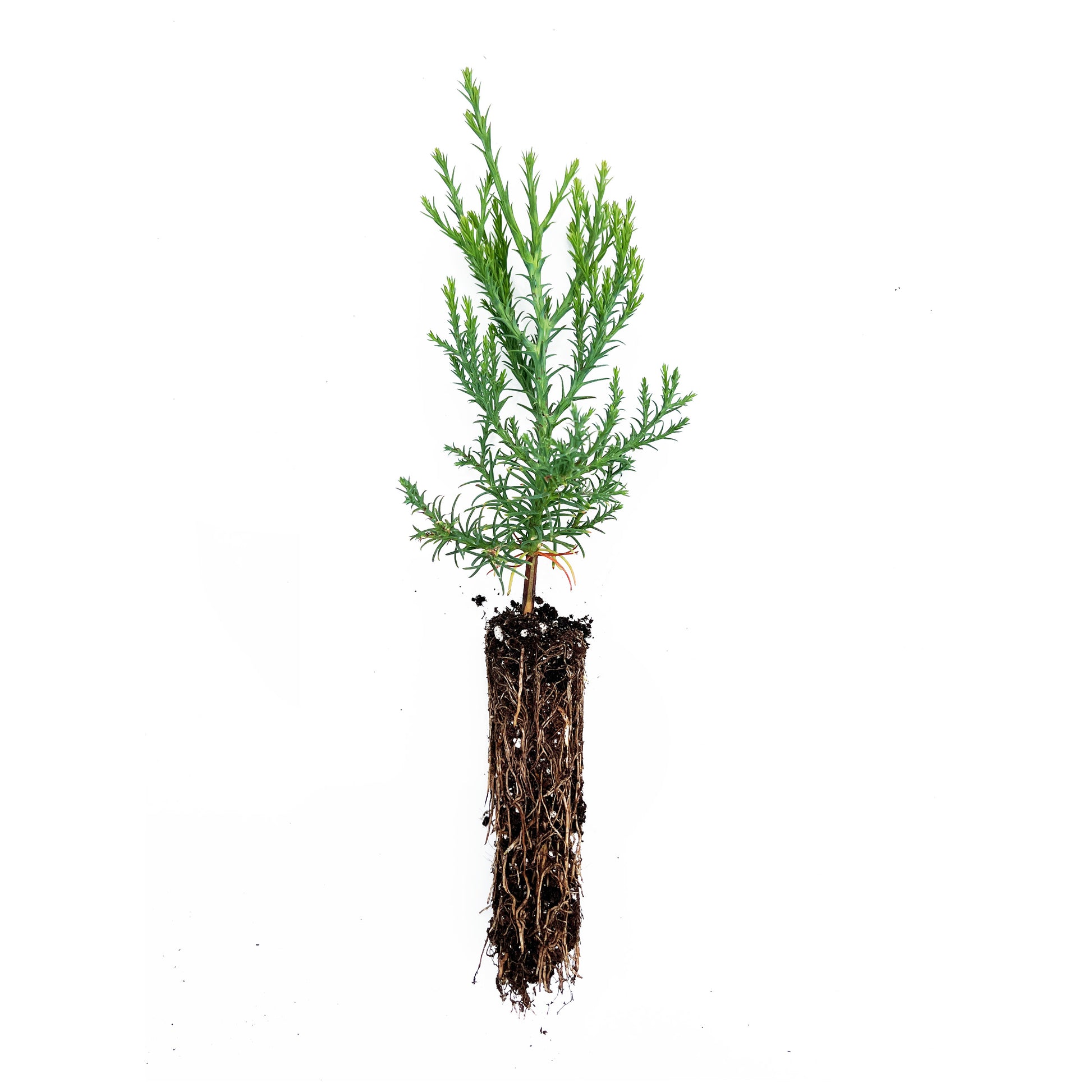 A medium-sized sapling of a Giant Sequoia tree with visible roots and green foliage against a white background.