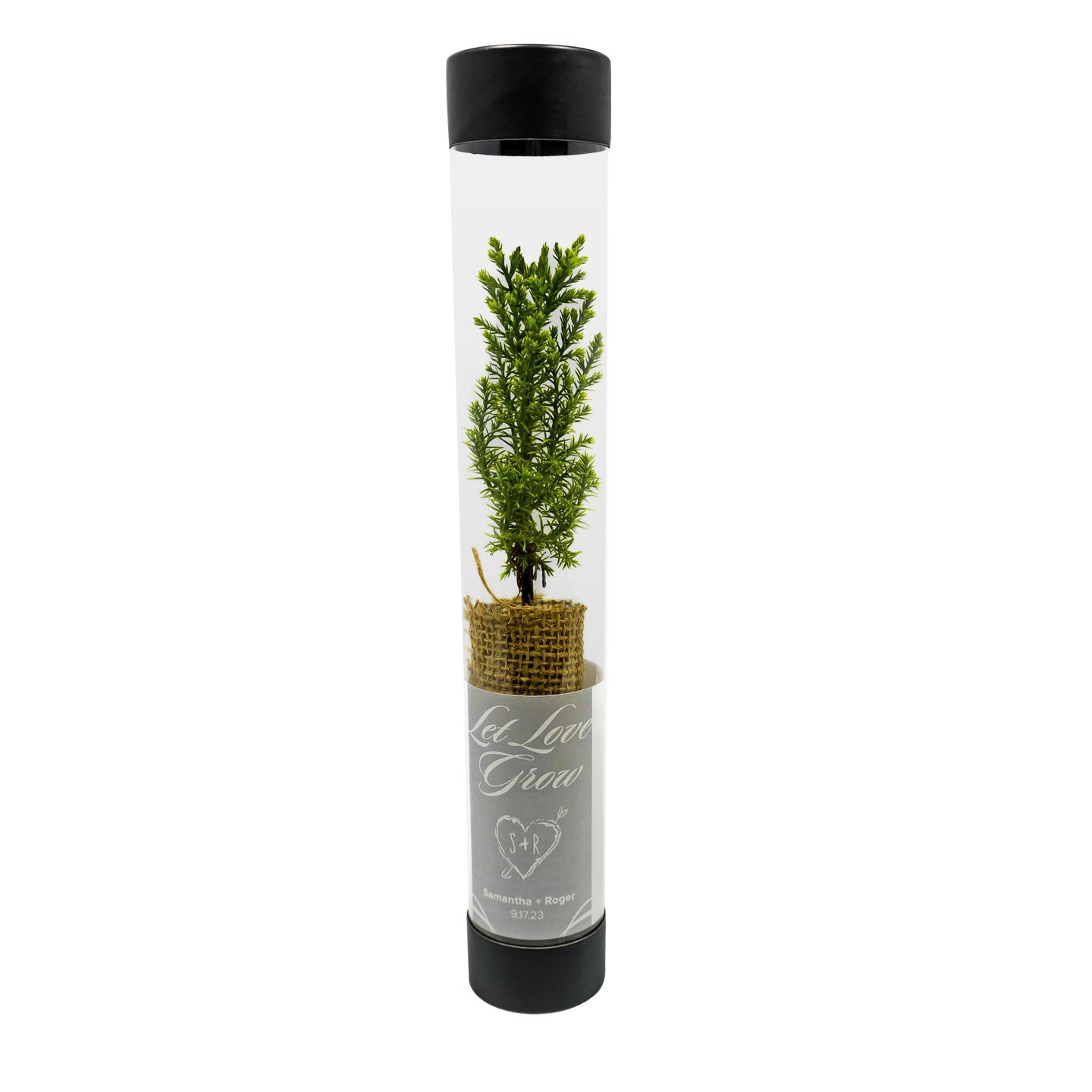 Small giant sequoia sapling in a transparent cylindrical container with a black lid on a white background