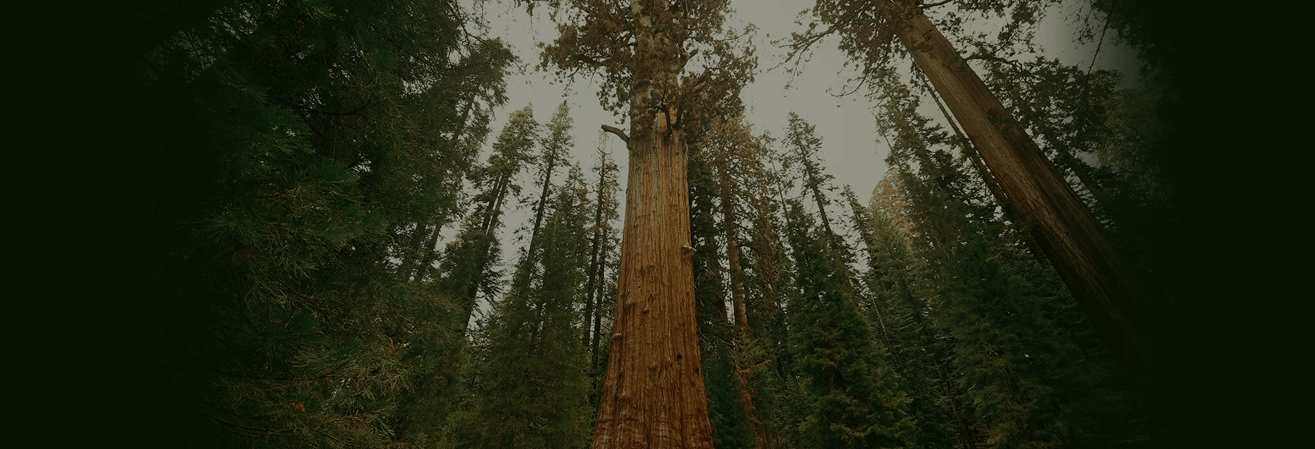 Giant sequoia trees in forest