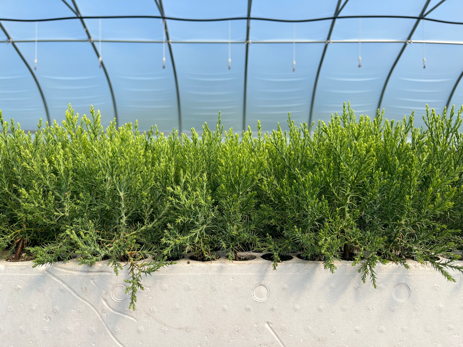 A row of young sequoia trees growing indoors under artificial lighting, arranged in a line for sale as part of a tree nursery operation.