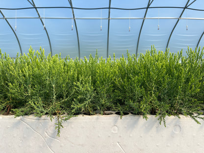 A row of young sequoia trees growing indoors under artificial lighting, arranged in a line for sale as part of a tree nursery operation.