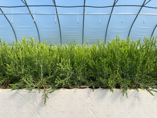 A row of young sequoia trees growing indoors under artificial lighting, arranged in a line for sale as part of a tree nursery operation.