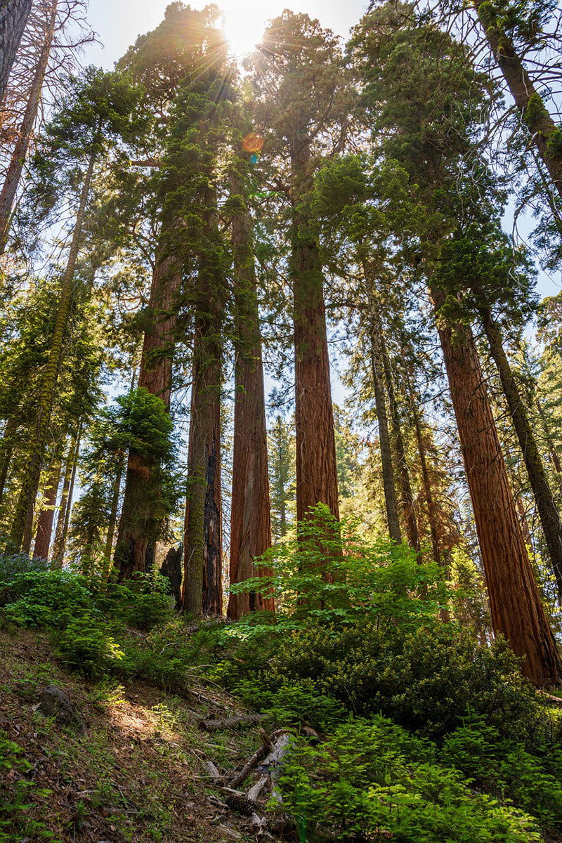 Giant sequoia trees in forest