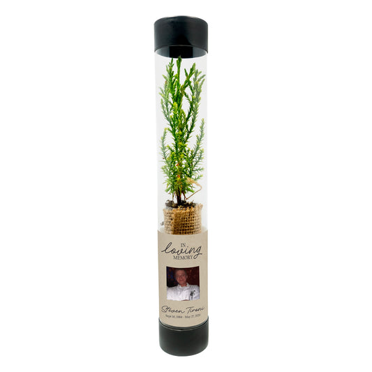 Giant sequoia sapling in a clear cylindrical container with a black lid on a white background