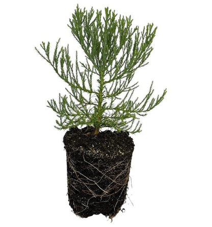 Giant Sequoia - 1 Gallon Tree