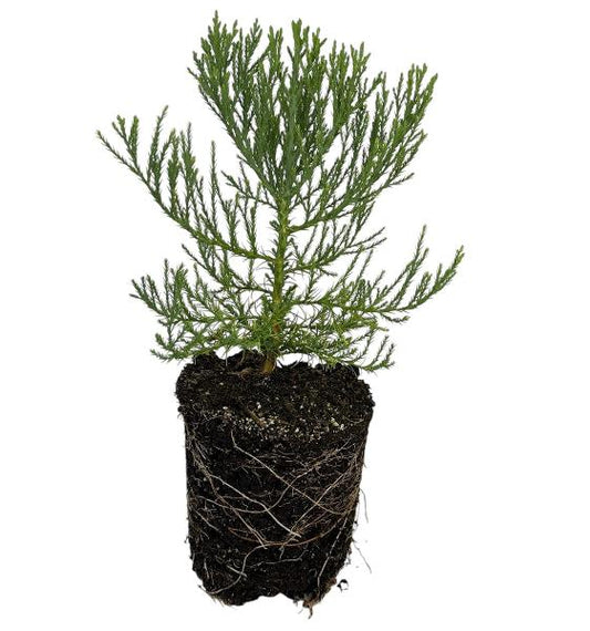Giant Sequoia - 1 Gallon Tree