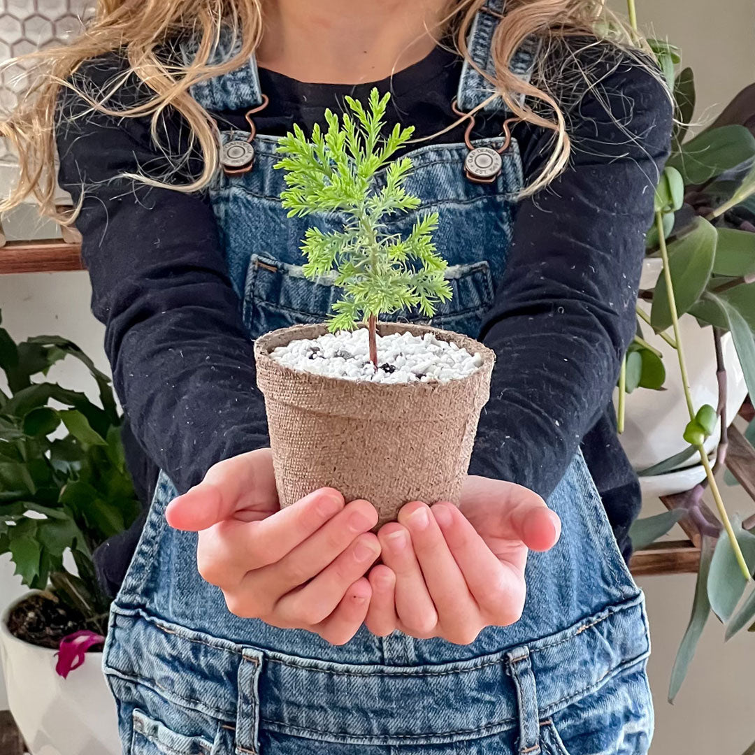 Young girl holding sequoia tree sapling
