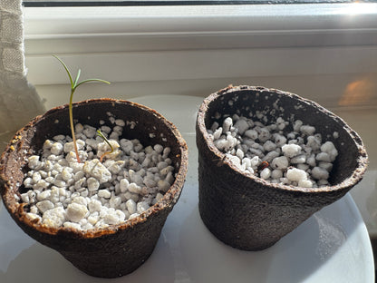 planting sequoia seeds Giant Sequoia Seed Kit