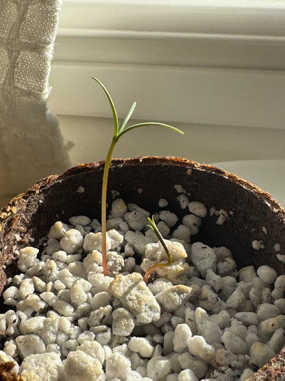 Giant Sequoia Seed Kit - Plant Growing Kit