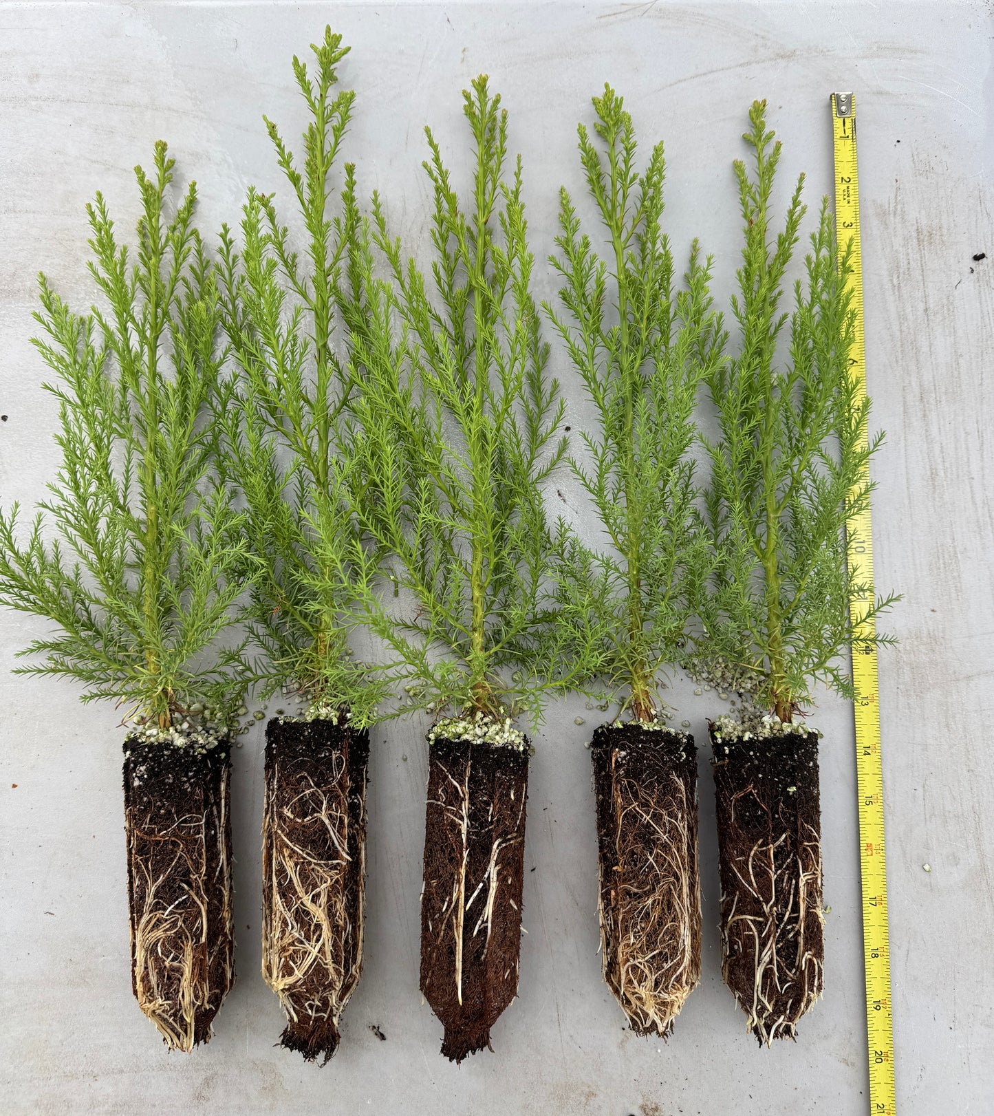 Giant Sequoia - Medium Sapling