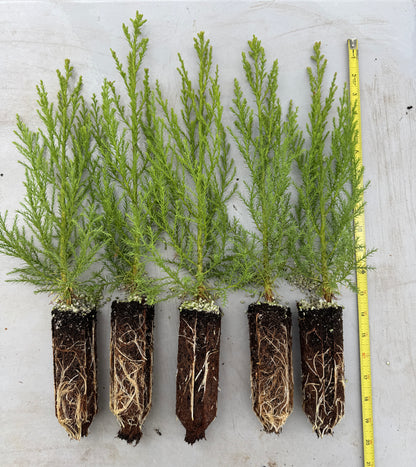 Giant Sequoia - Medium Sapling