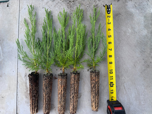 5 Pack - Small Sequoia Saplings