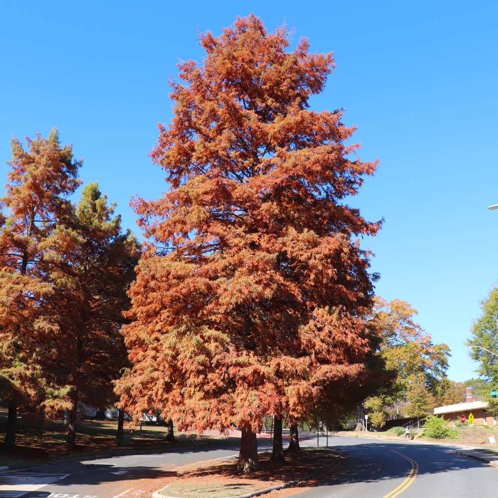 Dawn Redwood