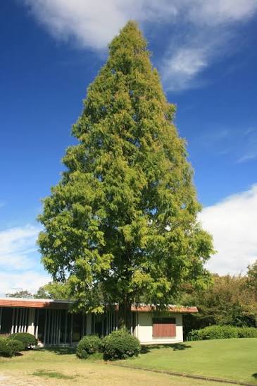 Dawn Redwood - Coming 2027