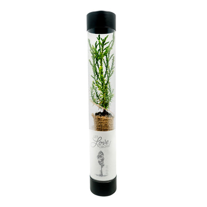 Let Love Grow Sapling Wedding Favor