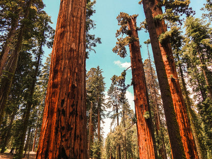 Giant Sequoias in a sunny forest