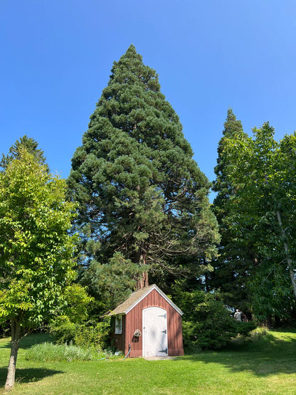 National Sequoias House tree