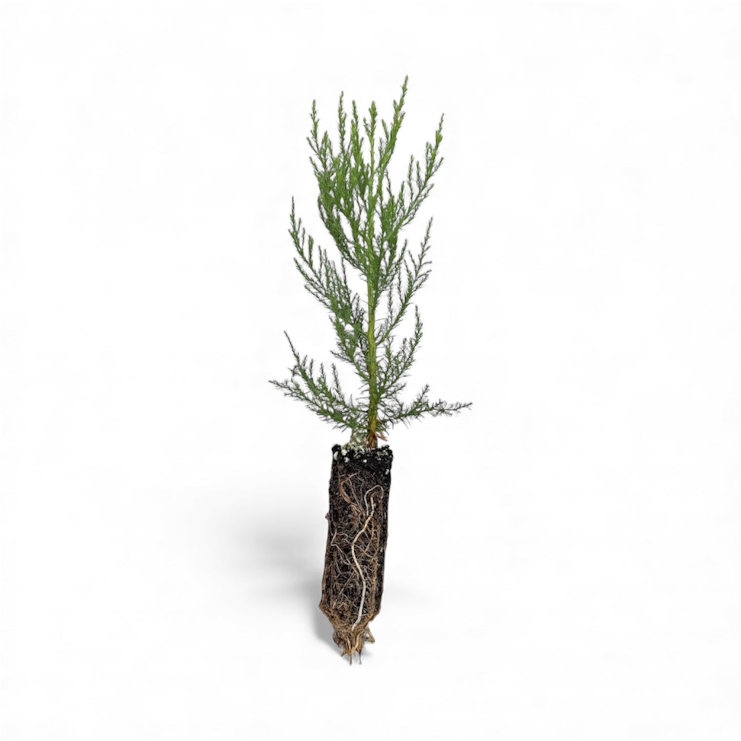 Giant Sequoia - Medium Sapling