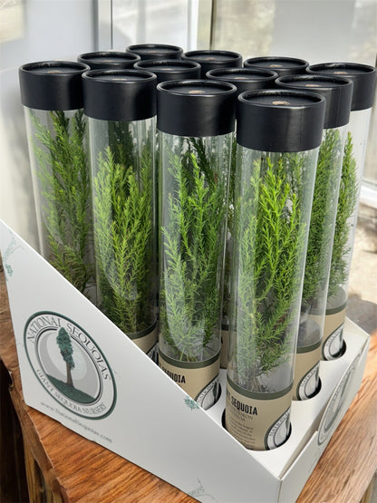 Retail Display
