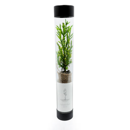 sequoia sapling inside a cylindrical transparent container with black lid on a white background