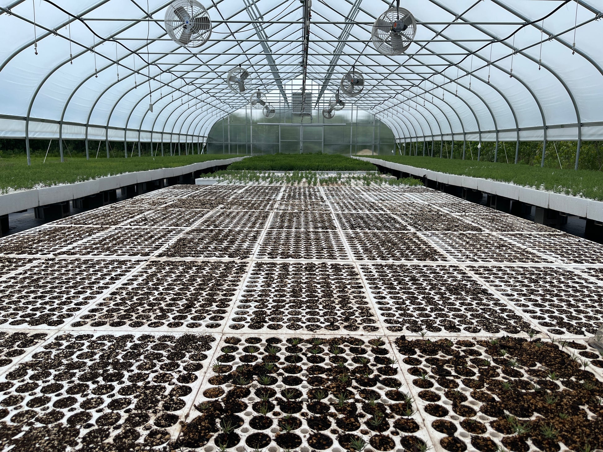 Seedlings of sequoia trees growing in a greenhouse