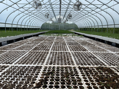 Seedlings of sequoia trees growing in a greenhouse