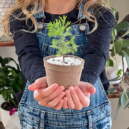 Young girl holding sequoia tree sapling