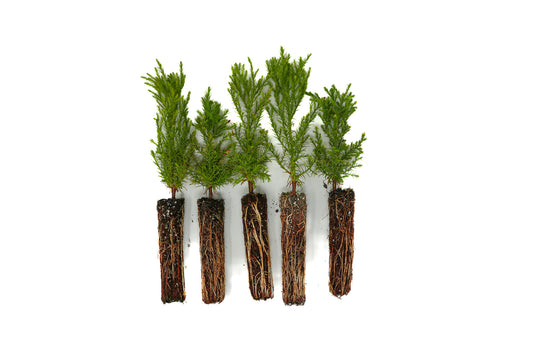A collection of five small giant sequoia saplings, arranged in a row against a white background.