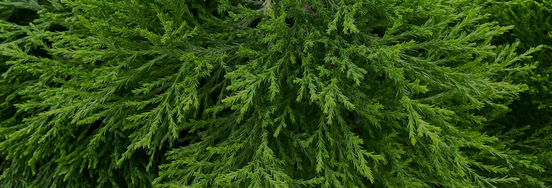 close up photo of the branches of a giant sequoia