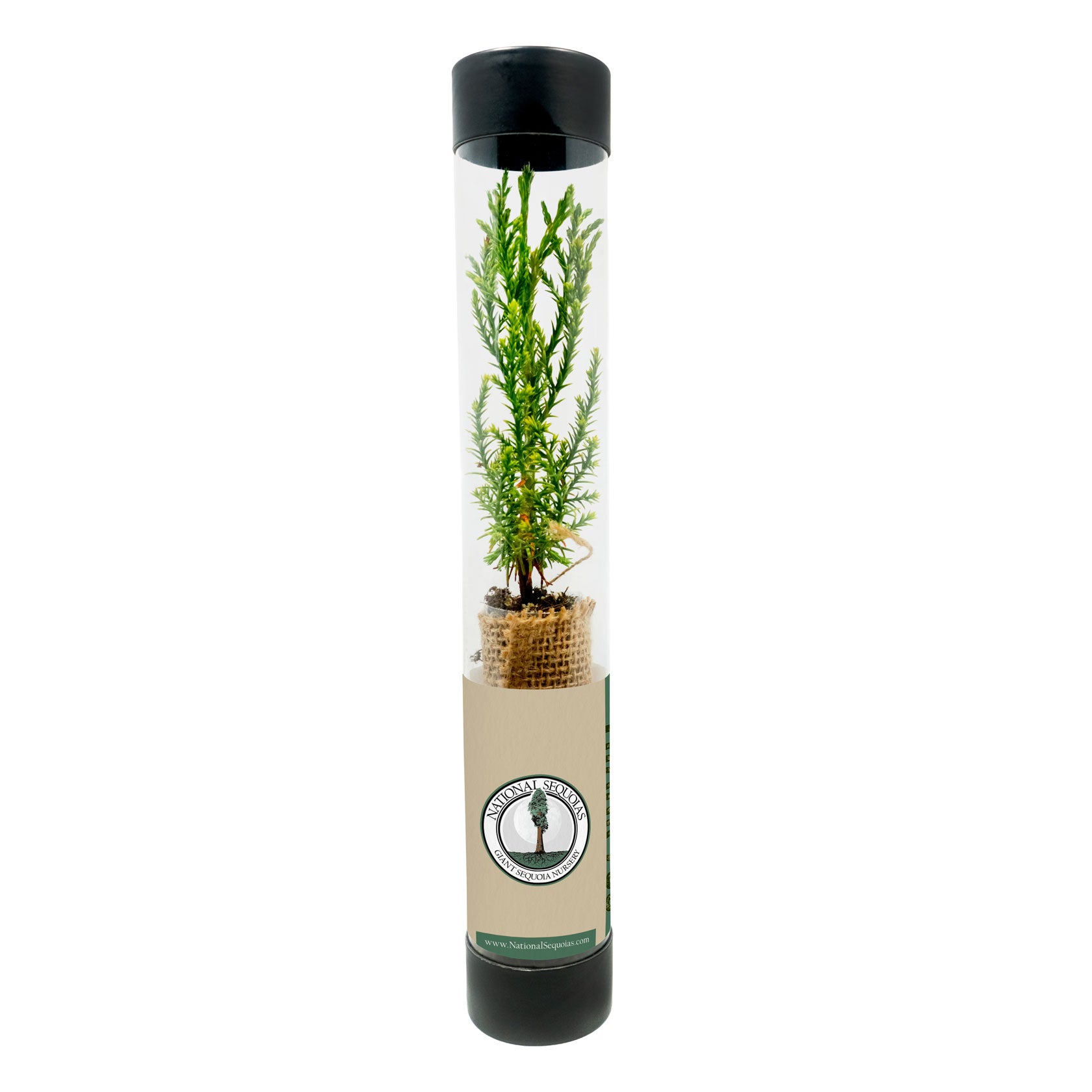 sequoia sapling in a transparent tube with a black lid on a white background
