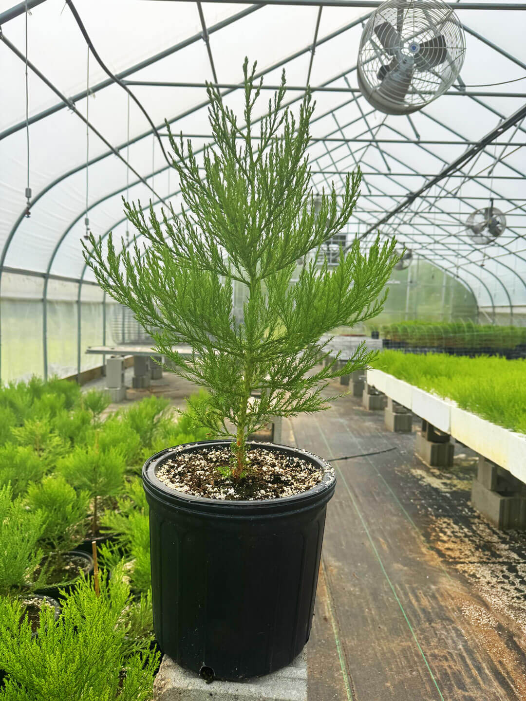 3-gallon giant sequoia sapling available for wholesale bulk orders