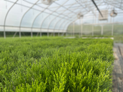 Sequoia sapling view in greenhouse