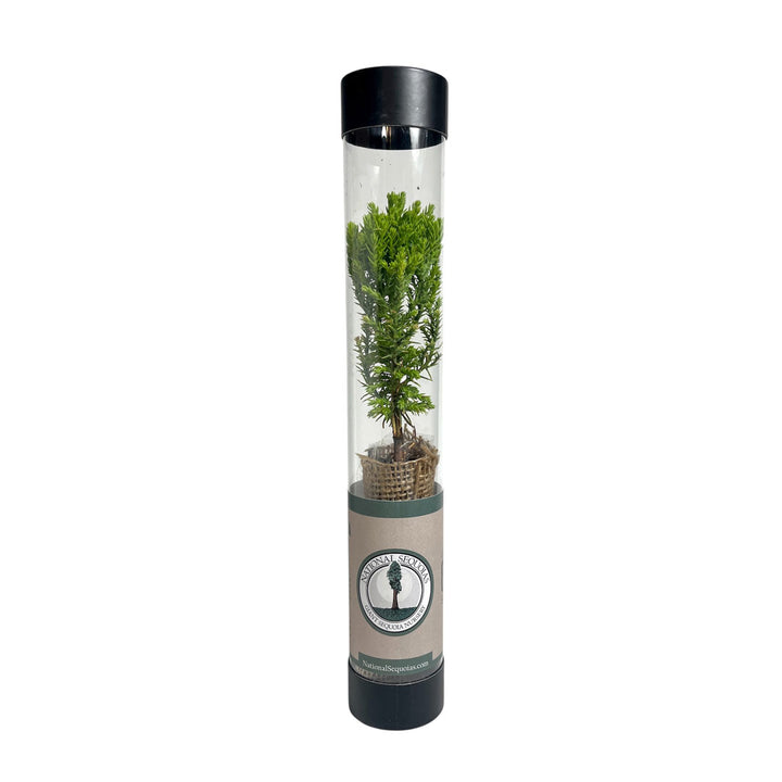 Buy Giant Sequoia Trees & Saplings | Midwest Grown | National Sequoias