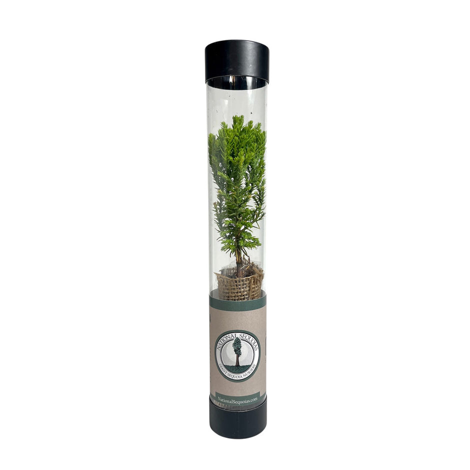 Buy Giant Sequoia Trees & Saplings | Midwest Grown | National Sequoias