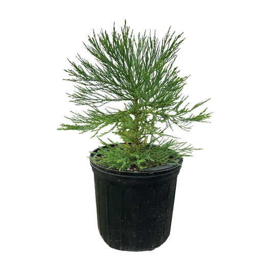Giant Sequoia Tree for sale on a white background