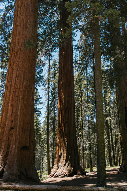 Giant Sequoia - 1 Gallon Tree